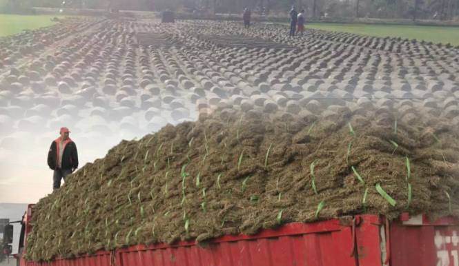 草坪、草皮銷售