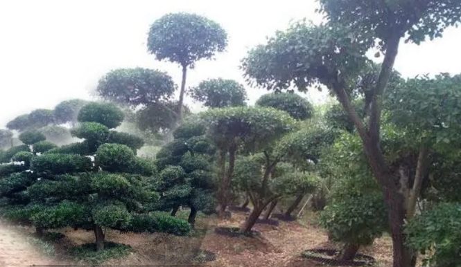 造型樹、景觀造型樹